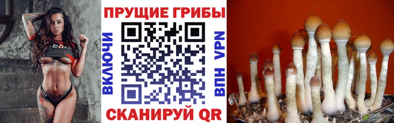 Купить  Кольчугино  Галлюциногенные грибы MAGIC MUSHROOMS 